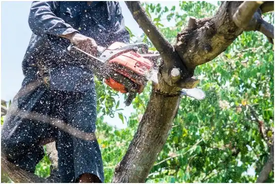 tree services Cle Elum